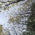 黄花风铃木基地直销规格齐全质量优，欢迎前来咨询合作