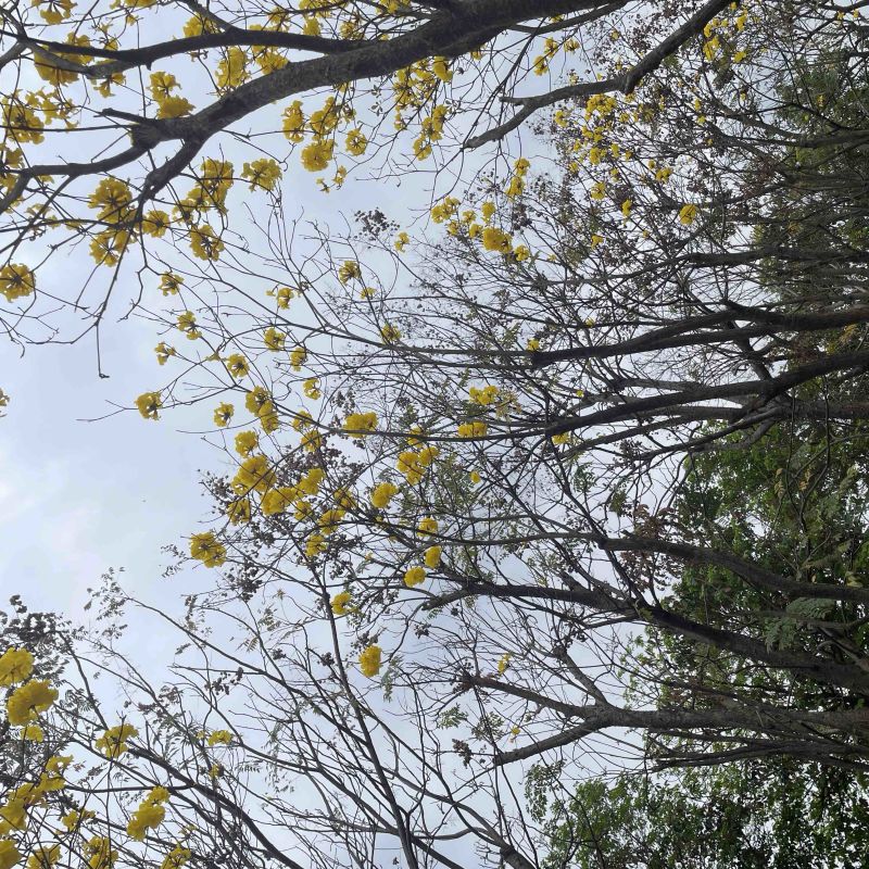 黄花风铃木基地直销规格齐全质量优，欢迎前来咨询合作