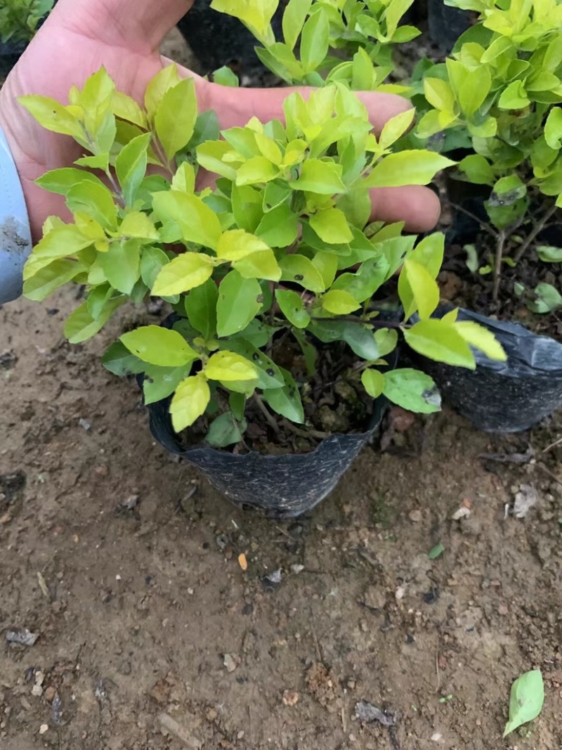 黄金叶小杯中杯布袋基地直销，有需要绿化工程的老板欢迎来电