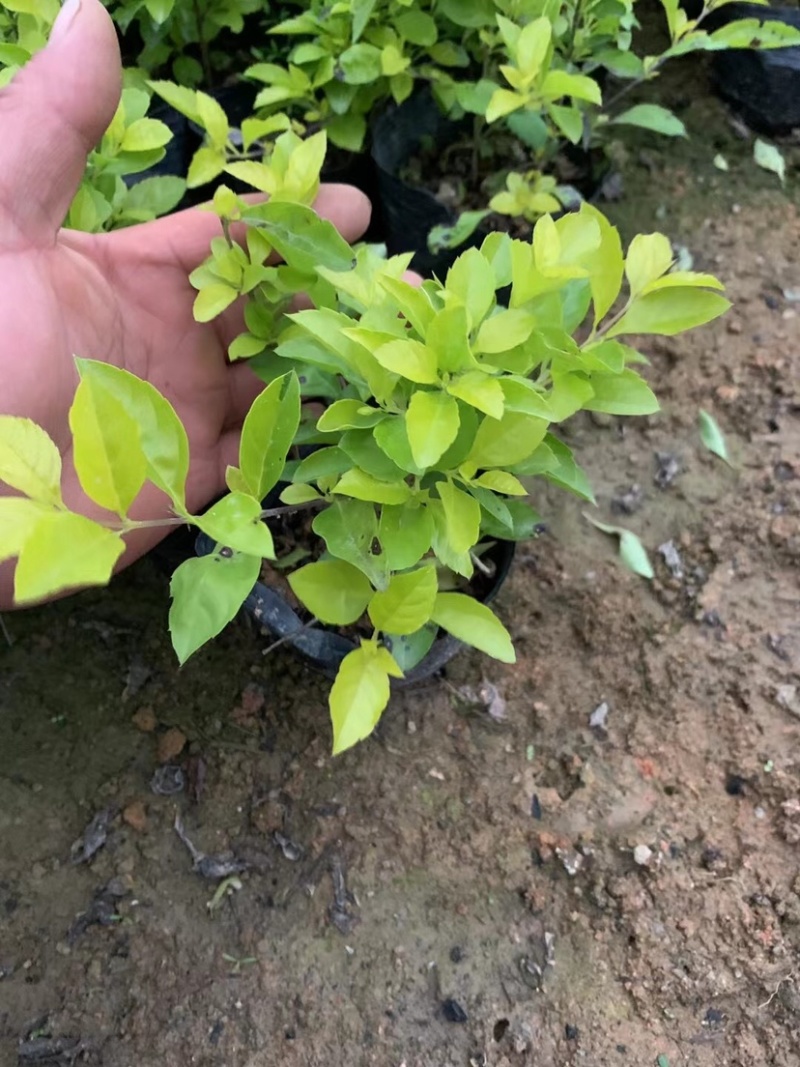 黄金叶小杯中杯布袋基地直销，有需要绿化工程的老板欢迎来电