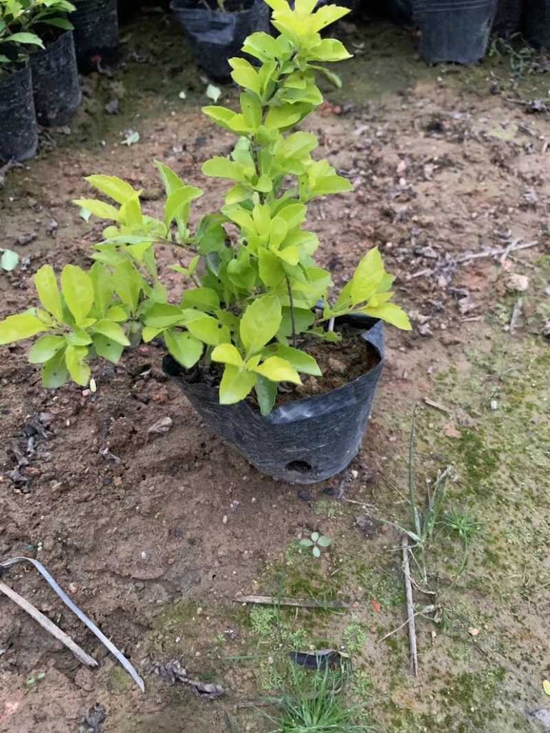 黄金叶小杯中杯布袋基地直销，有需要绿化工程的老板欢迎来电