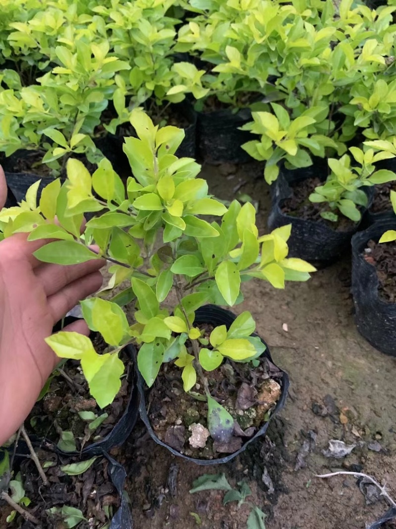 黄金叶小杯中杯布袋基地直销，有需要绿化工程的老板欢迎来电