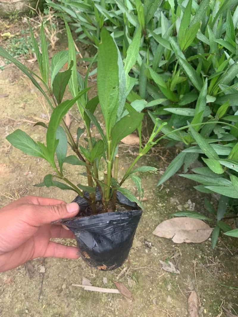 翠芦莉小杯中杯基地直销有需要绿化工程的老板欢迎来电洽谈