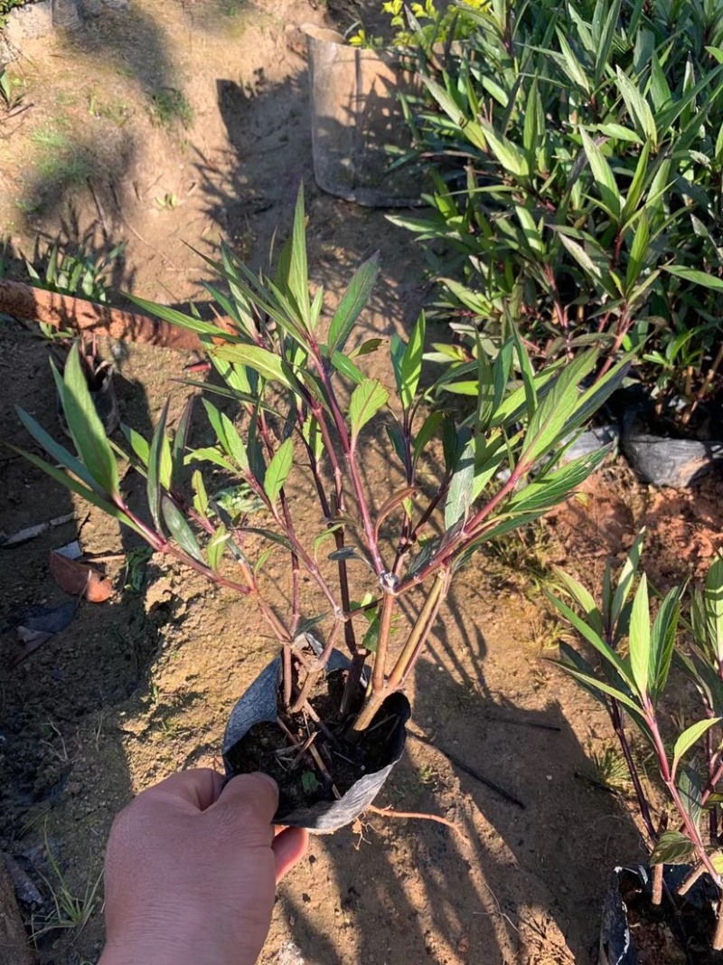 翠芦莉小杯中杯基地直销有需要绿化工程的老板欢迎来电洽谈