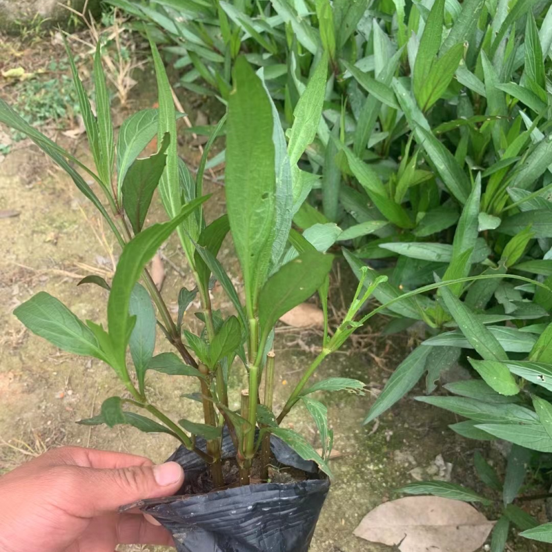 翠芦莉小杯中杯基地直销有需要绿化工程的老板欢迎来电洽谈