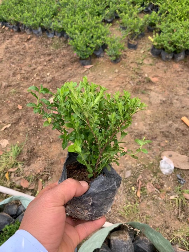 满天星小杯中杯基地直销有需要绿化工程的老板前来咨询合作