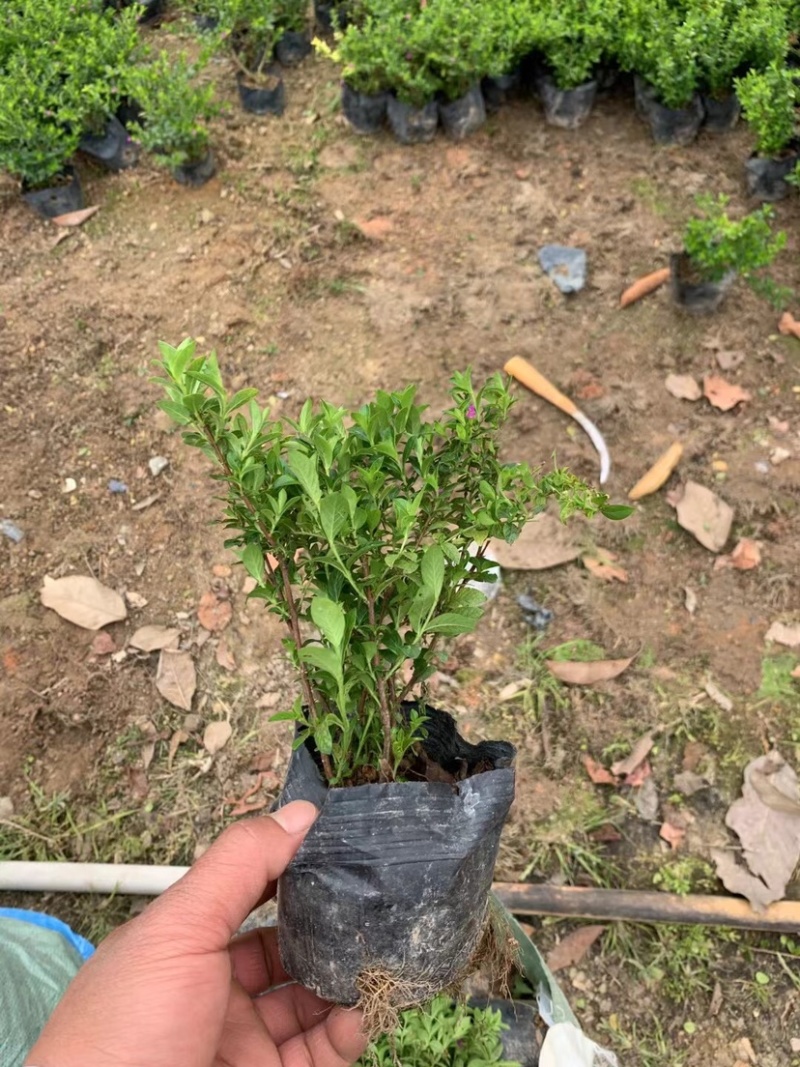 满天星小杯中杯基地直销有需要绿化工程的老板前来咨询合作