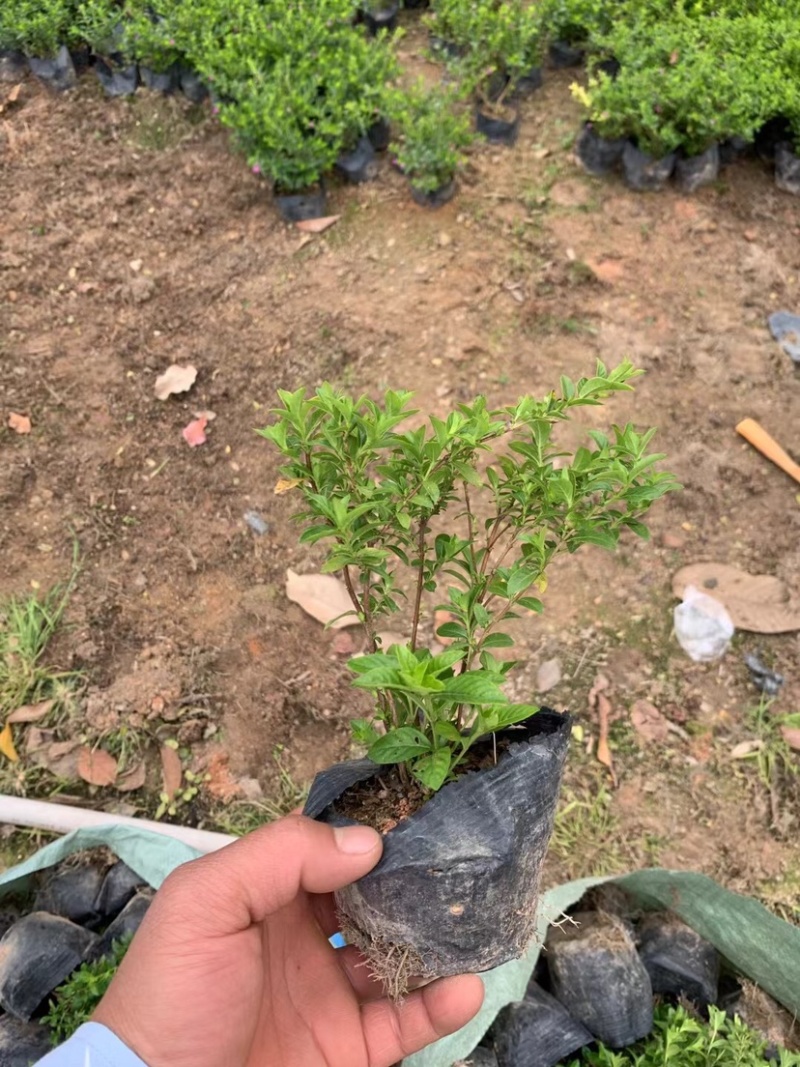 满天星小杯中杯基地直销有需要绿化工程的老板前来咨询合作