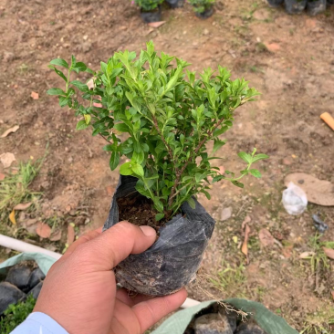 满天星小杯中杯基地直销有需要绿化工程的老板前来咨询合作