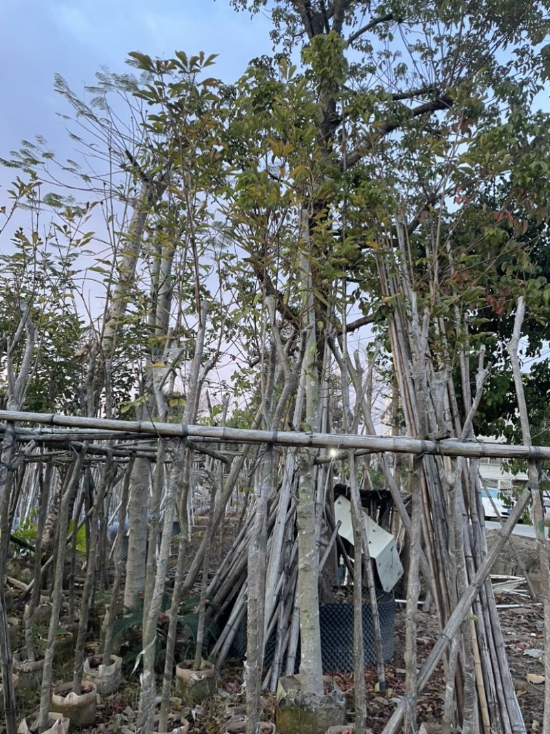 黄花风铃木5～15公分基地直销，有需要的老板欢迎来电