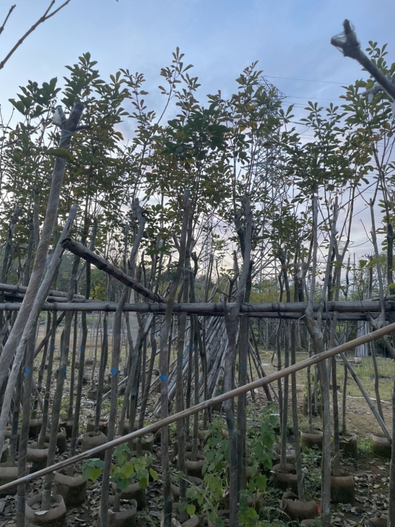 黄花风铃木5～15公分基地直销，有需要的老板欢迎来电