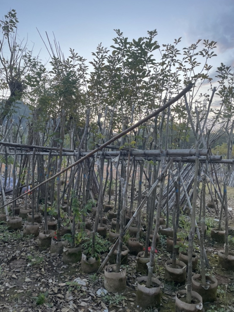 黄花风铃木5～15公分基地直销，有需要的老板欢迎来电