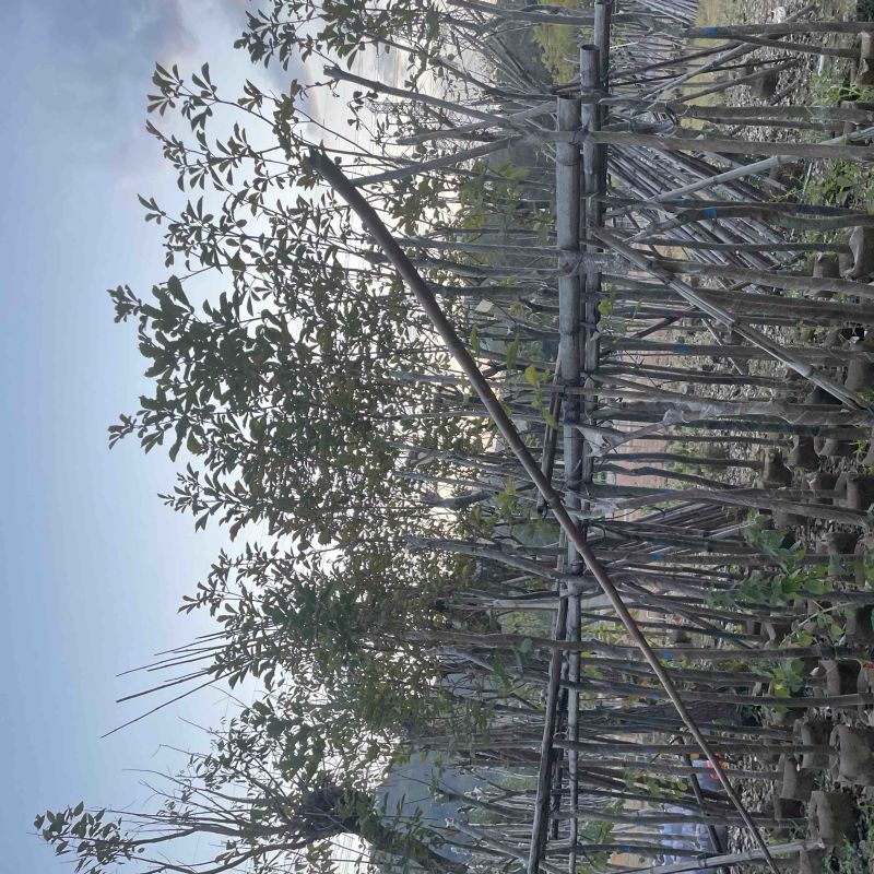黄花风铃木5～15公分基地直销，有需要的老板欢迎来电