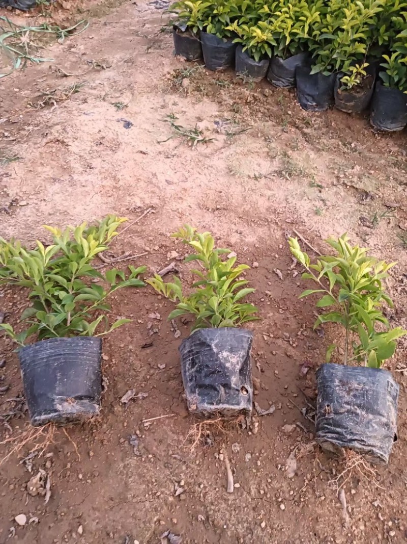 金叶连翘小杯中杯基地直销，有需要绿化工程的老板们欢迎来电