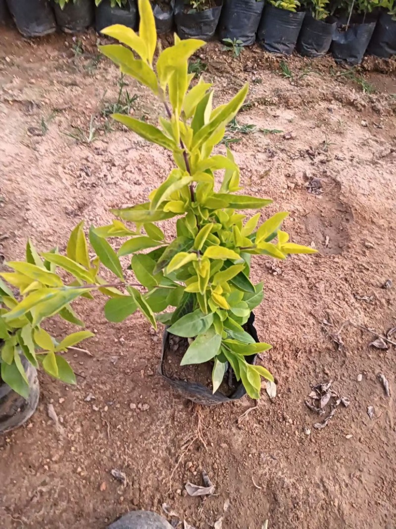 金叶连翘小杯中杯基地直销，有需要绿化工程的老板们欢迎来电
