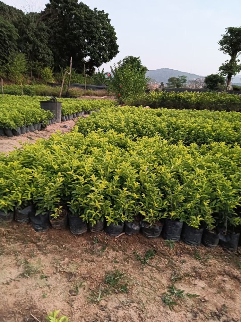 金叶连翘小杯中杯基地直销，有需要绿化工程的老板们欢迎来电
