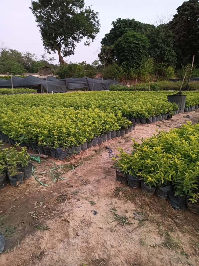 金叶连翘小杯中杯基地直销，有需要绿化工程的老板们欢迎来电