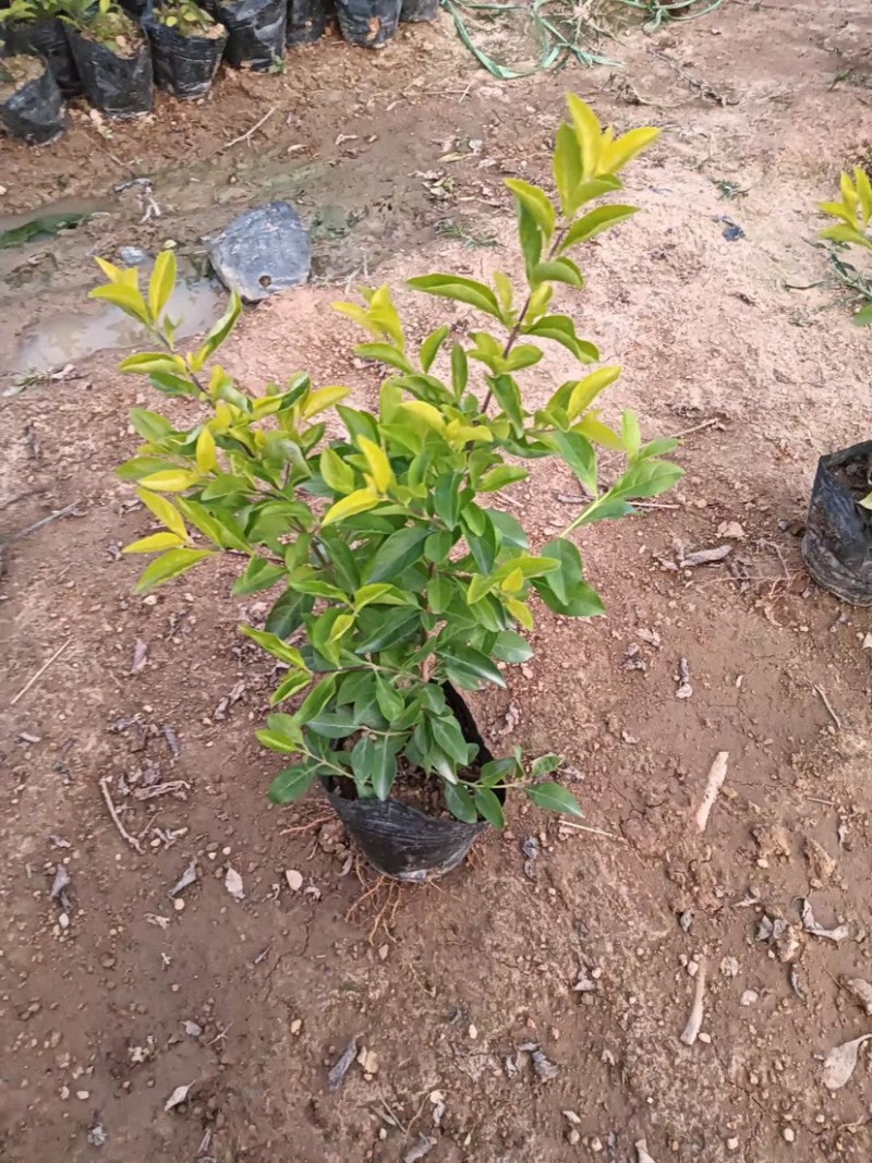 金叶连翘小杯中杯基地直销，有需要绿化工程的老板们欢迎来电