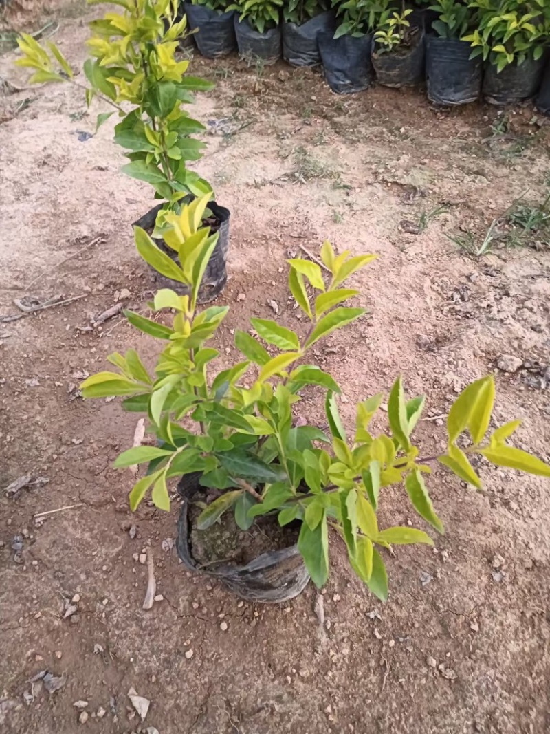 金叶连翘小杯中杯基地直销，有需要绿化工程的老板们欢迎来电