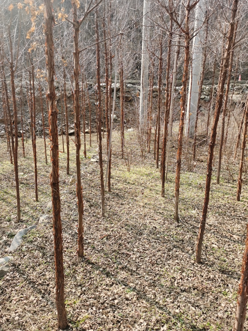 三公分血皮槭树，自家苗圃随时起苗