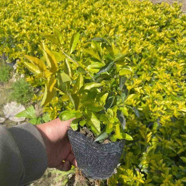 黄素梅小袋中袋基地直销，有需要绿化工程的老板们欢迎来电
