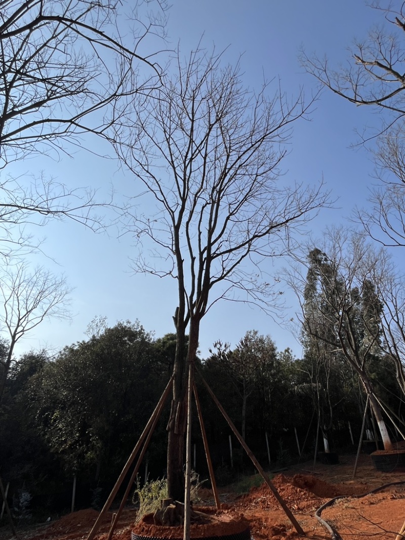 黄连木
