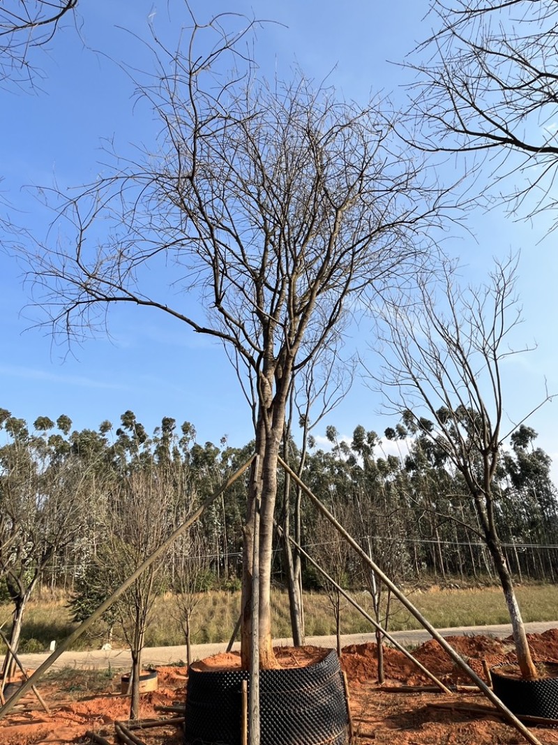 黄连木