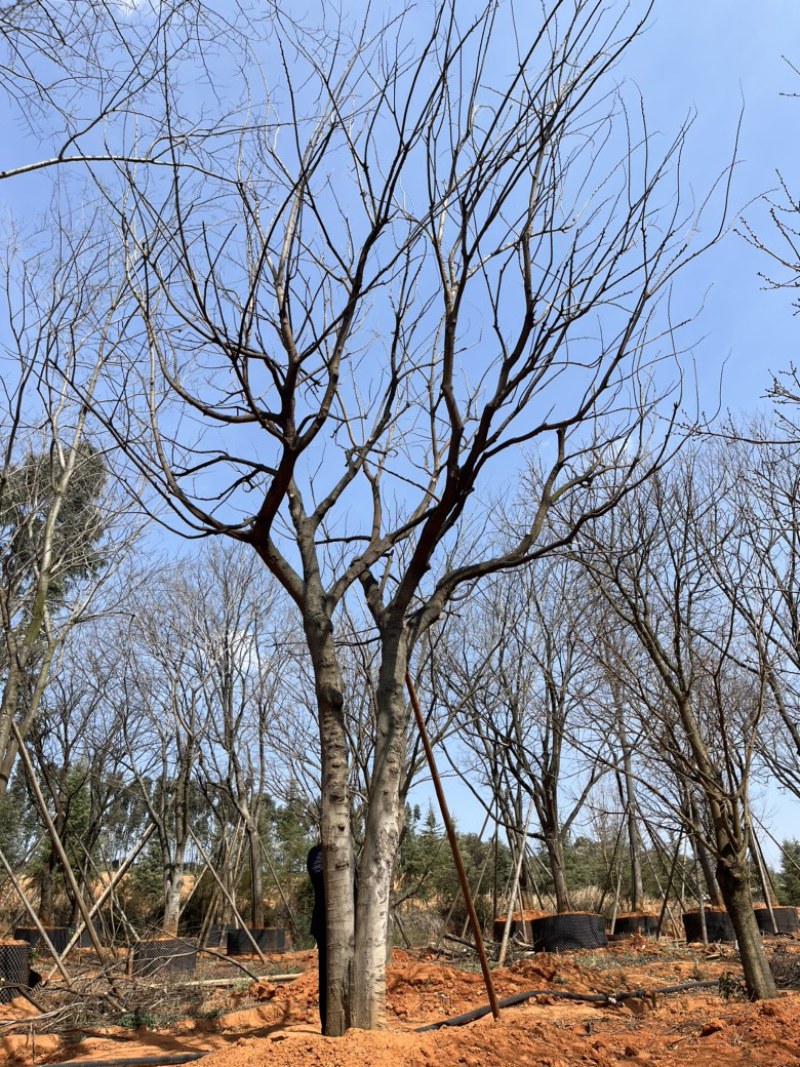 朴树