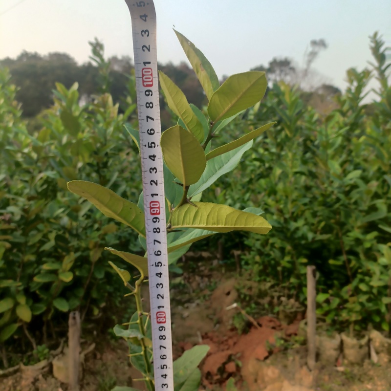 广东无籽香水柠檬杯苗，一米高起，带花苞，大量现货供应