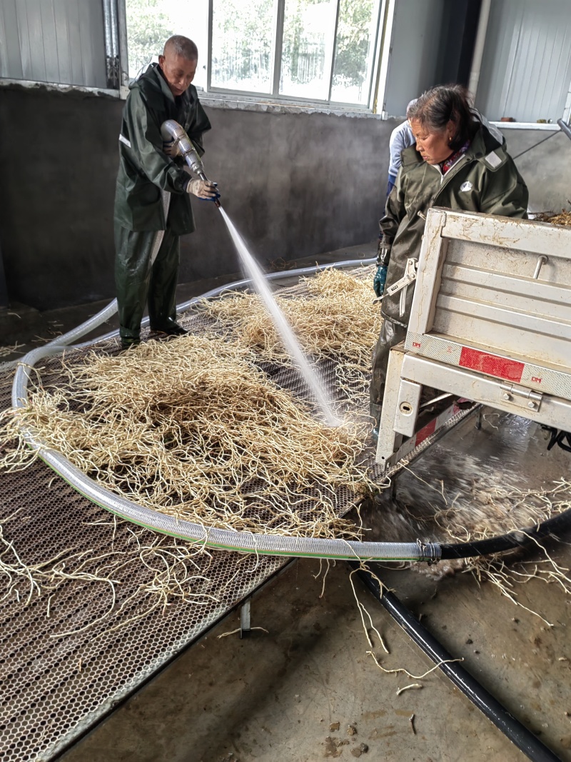 鱼腥草产地侧耳根