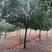 原生自然冠精品高杆红叶石楠12-15公分粗1.5-2米