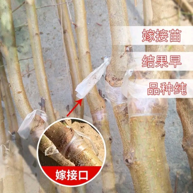 胭脂脆桃树苗果大质优，颜色艳丽，外形美观，耐贮藏
