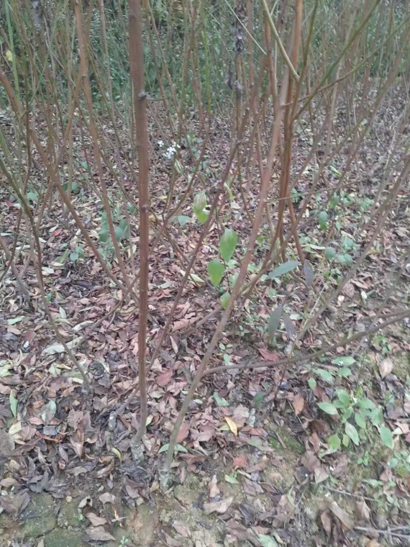 胭脂脆桃树苗果大质优，颜色艳丽，外形美观，耐贮藏