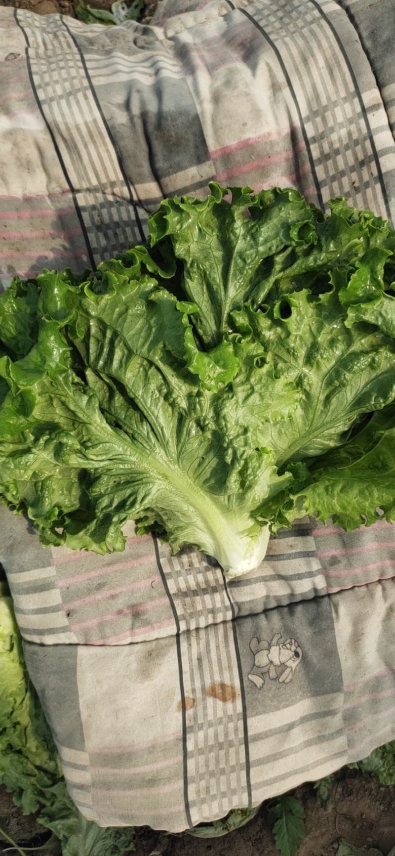绿叶散叶生菜苗