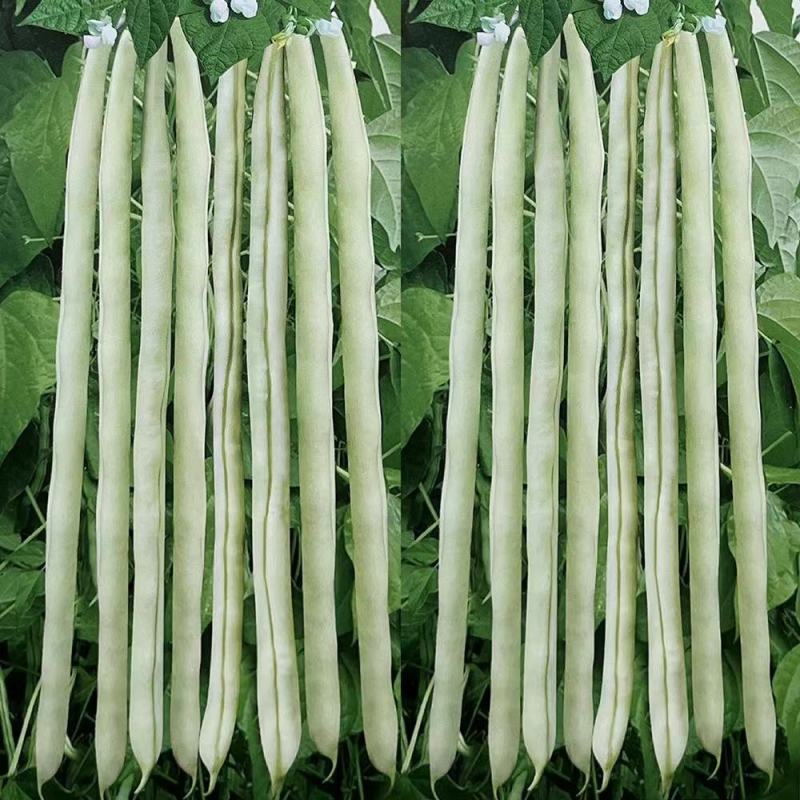 美玉A8架豆王种子白绿色长条