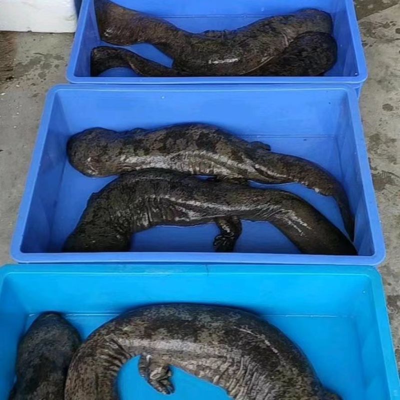 【自家养殖】娃娃鱼批发娃娃鱼品质保障可视频看货