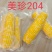美珍204双色甜玉米种子，皮薄无渣，脆甜多汁，可生吃