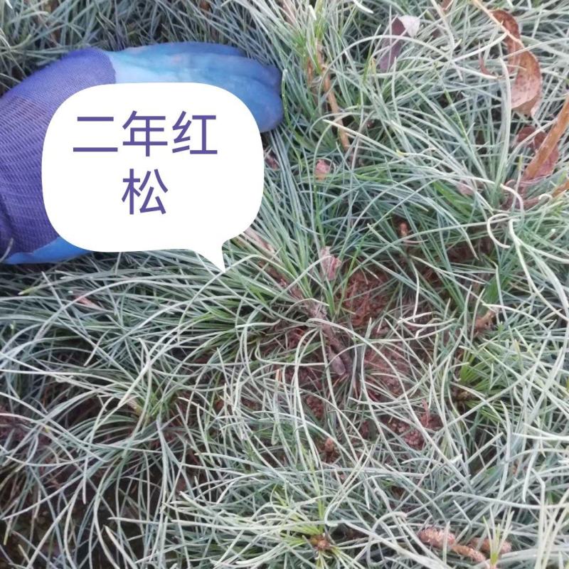红松小苗杯苗上山苗，定植苖2+2移植苗。欢迎大家选购洽谈