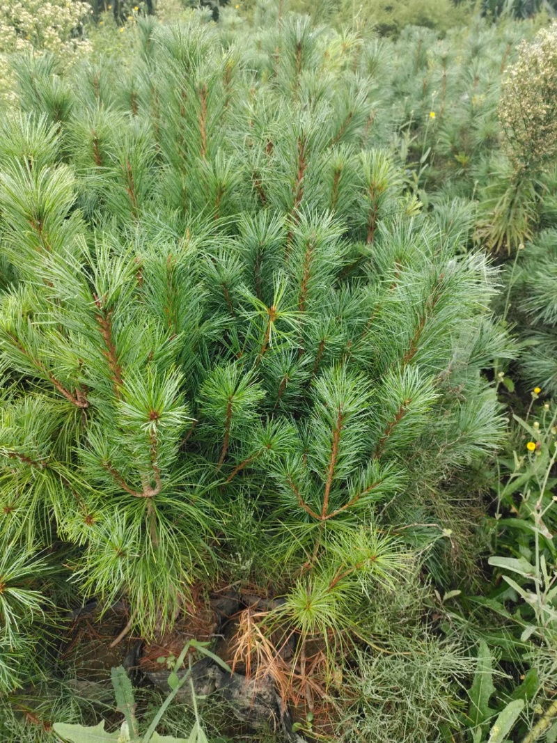 红松小苗杯苗上山苗，定植苖2+2移植苗。欢迎大家选购洽谈