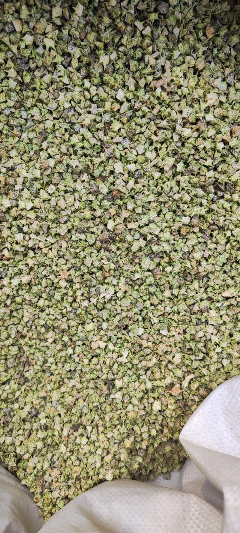 蒺藜干货蒺藜中药材干净无杂质量大从优欢迎选购