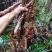 石菖蒲干货去根须干净无杂质大山里的天然石菖蒲