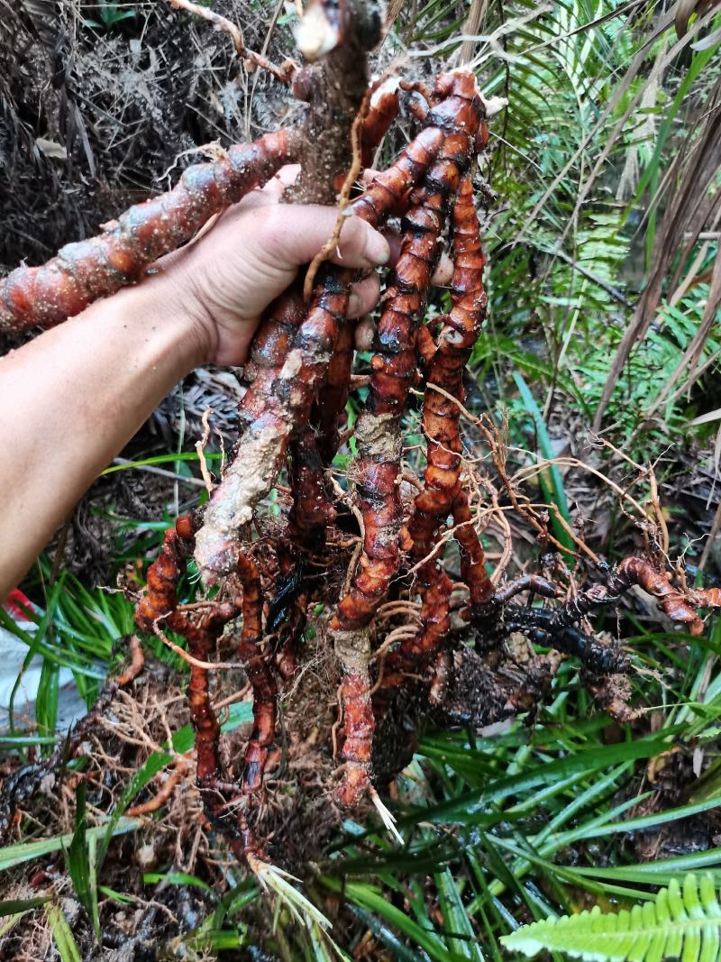 石菖蒲干货去根须干净无杂质大山里的天然石菖蒲
