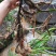 石菖蒲干货去根须干净无杂质大山里的天然石菖蒲