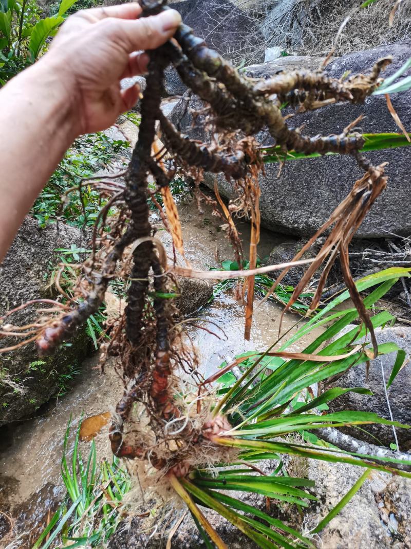石菖蒲干货去根须干净无杂质大山里的天然石菖蒲