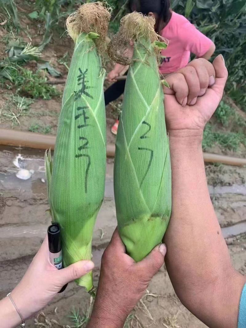 农科玉336玉米种子