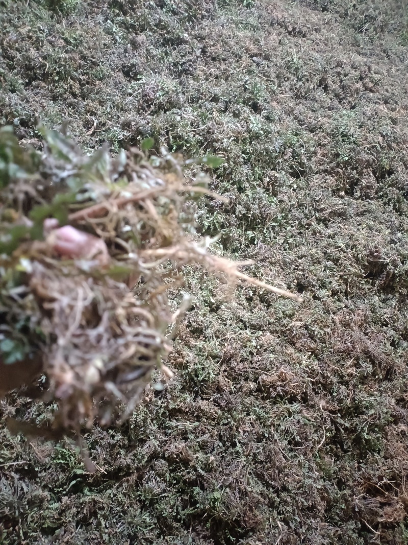 安徽荠菜，纯野生大自然的馈赠