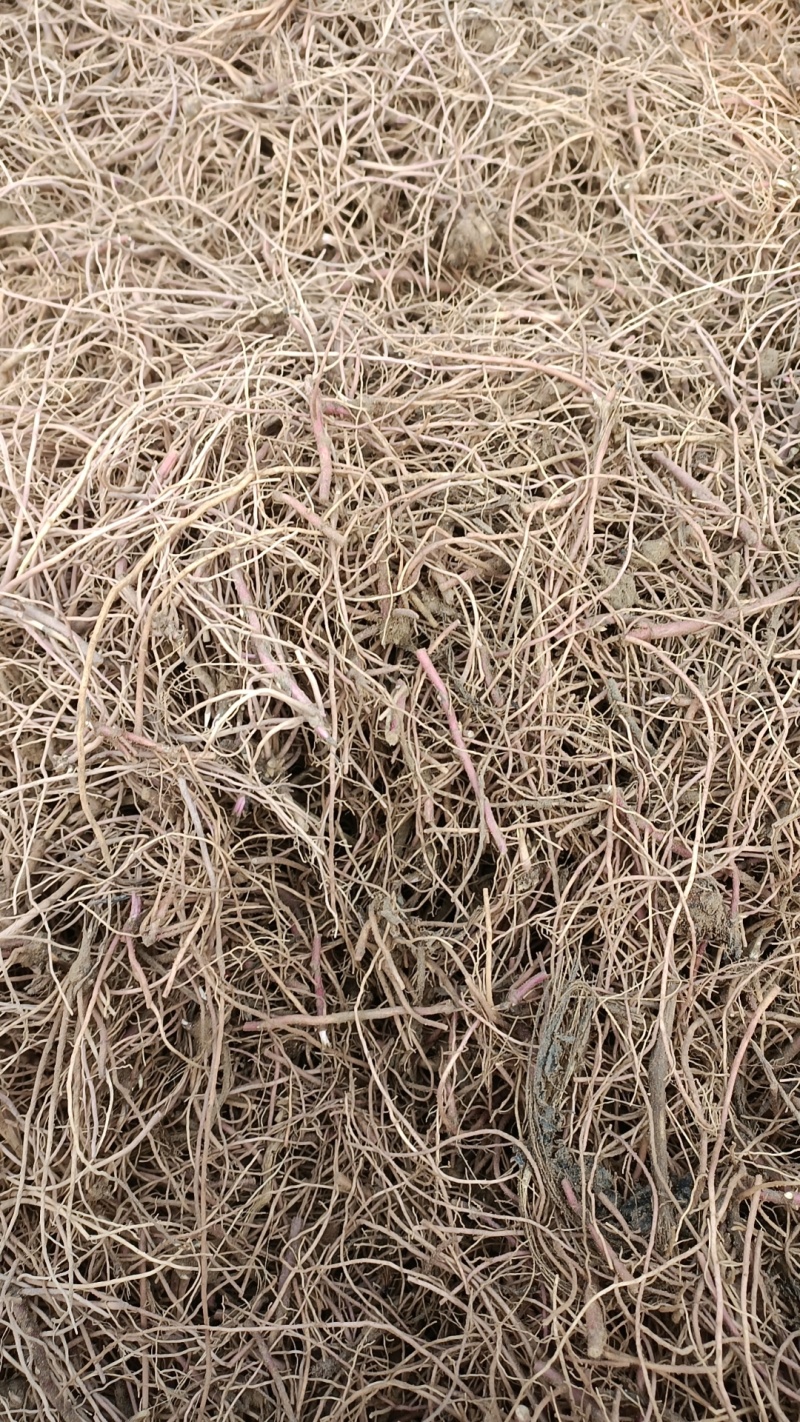 紫苑秧子