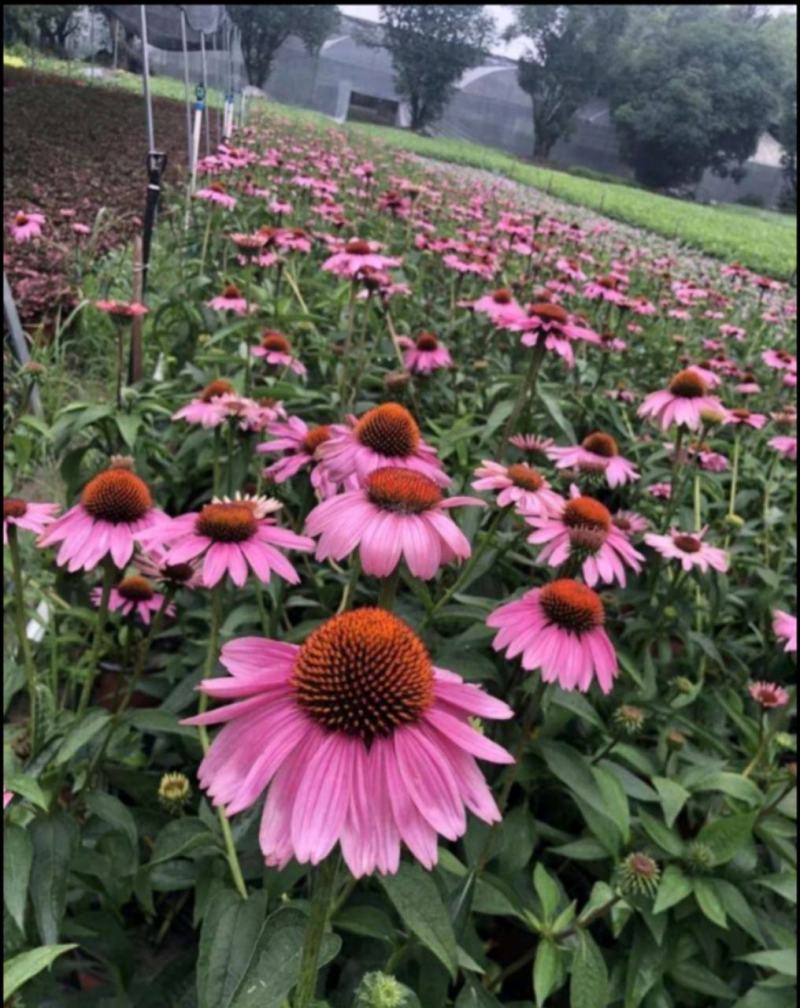 松果菊
