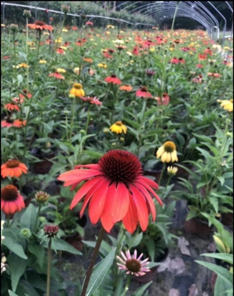松果菊