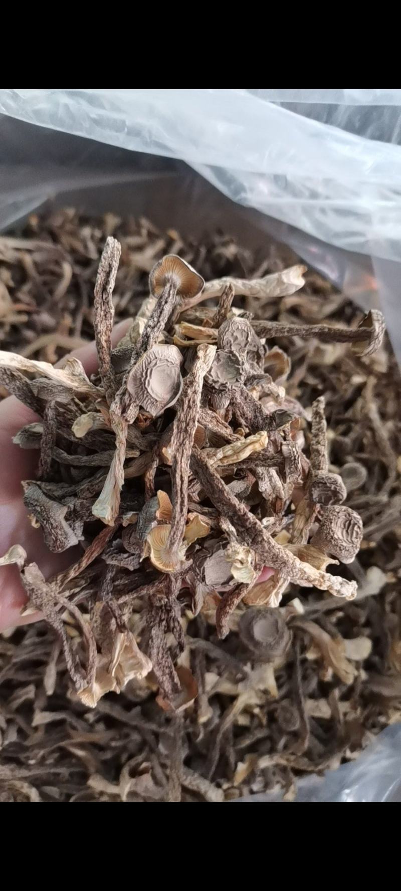 鹿茸菇干货好货批发产地一手货源本店经营各种野生菌产地批发